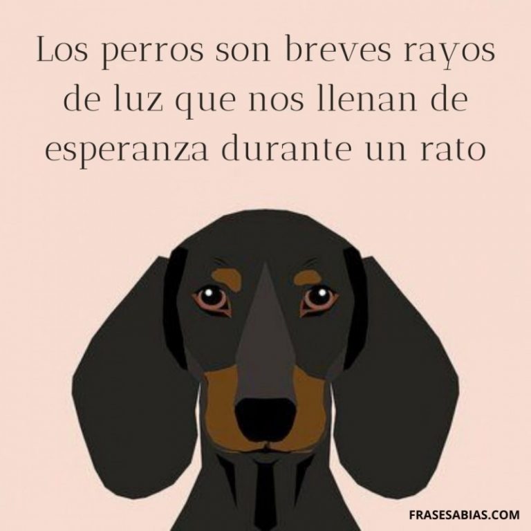 Frases De Despedida Para Dedicar A Un Perro Fallecido