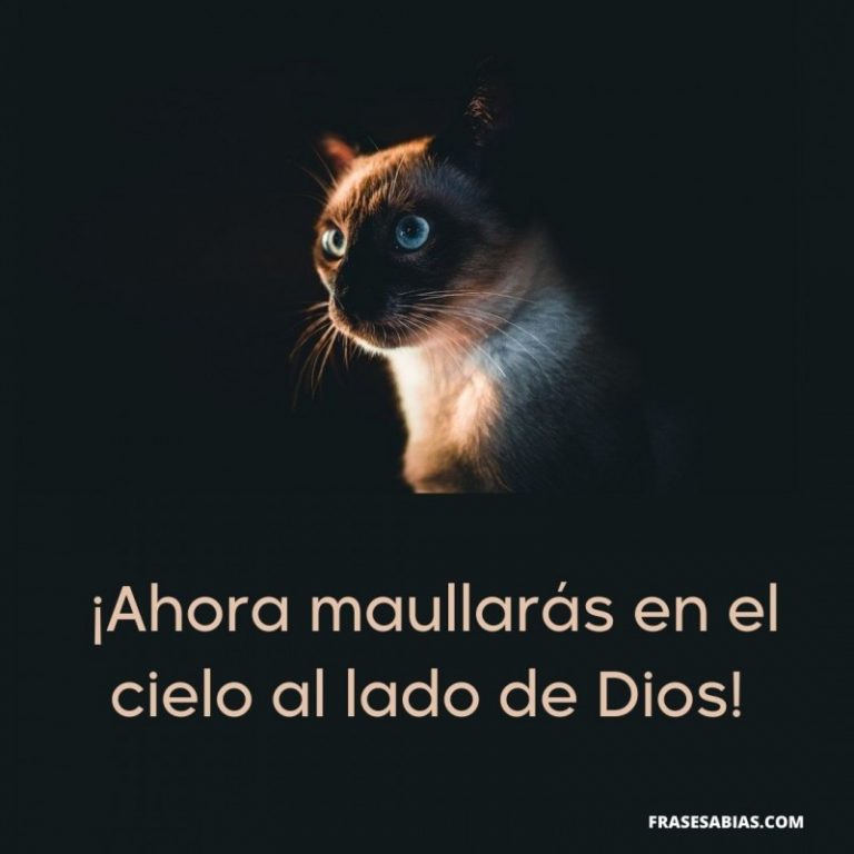 Dedicatorias Y Frases De Despedida Para Un Gato Fallecido