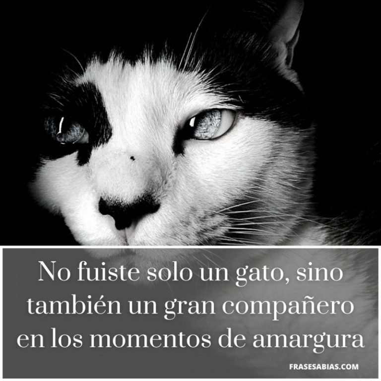 Dedicatorias y frases de despedida para un gato fallecido